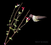 Hummingbird Swarm 2019