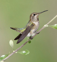 Hummingbird Swarm Spring 2020