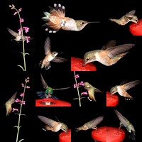 Hummingbirdcomposite