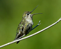 Interesting Hummingbird Behaviour
