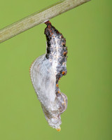 Pupa Transformation of the Gulf Fritillary Butterfly