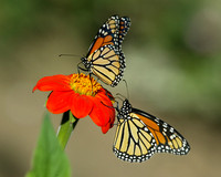 Monarch Butterfly Life Cycle