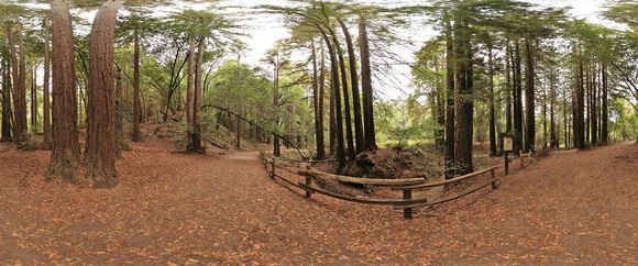 Redwood Regional
