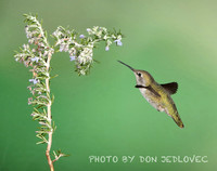 Hummingbird Swarm 2019