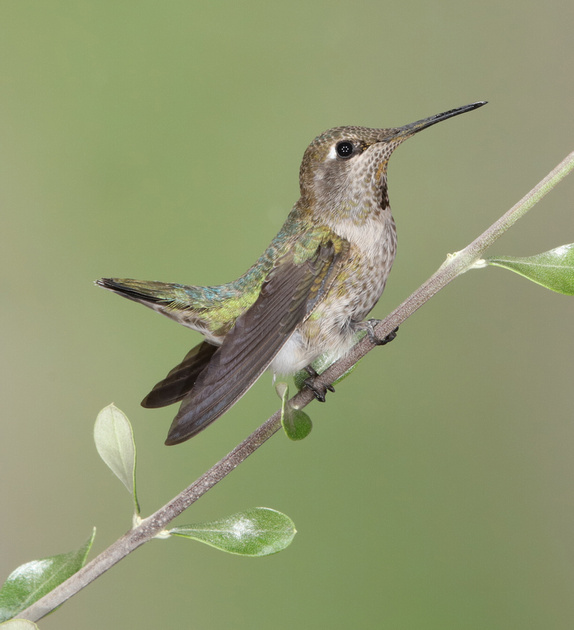 Donald Jedlovec Photography | Hummingbirds - this group of albums ...